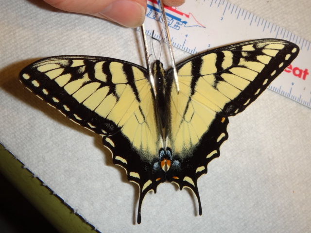 Papilio glaucus (tiger swallowtail butterfly indiana 6778 aberration) Internet Image property of respective owner, non-commercial use only